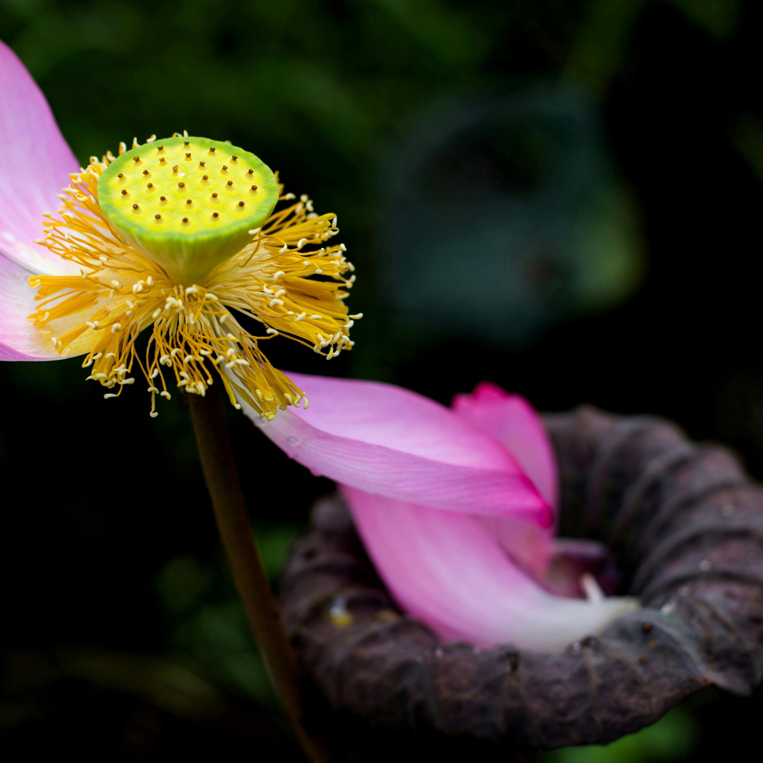 Bách Trà Ngọc Trà Bản Sen - Ảnh 3