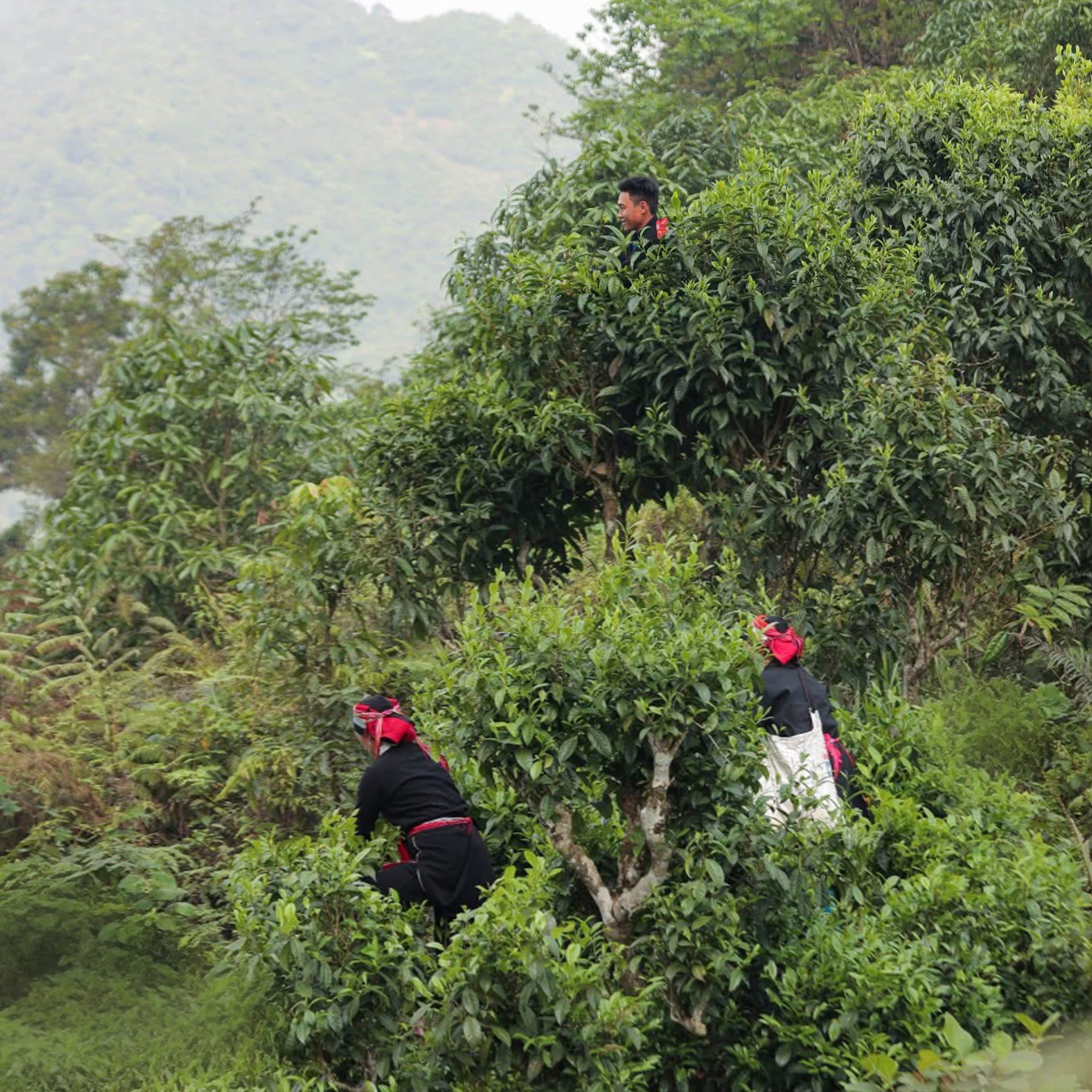 Trà Shan Tuyết Trầm Vân - Ảnh 4